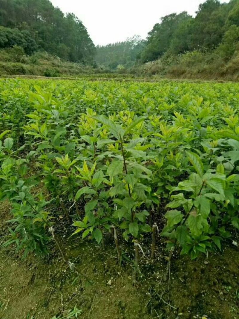 三华李树苗早熟迟熟三华李苗