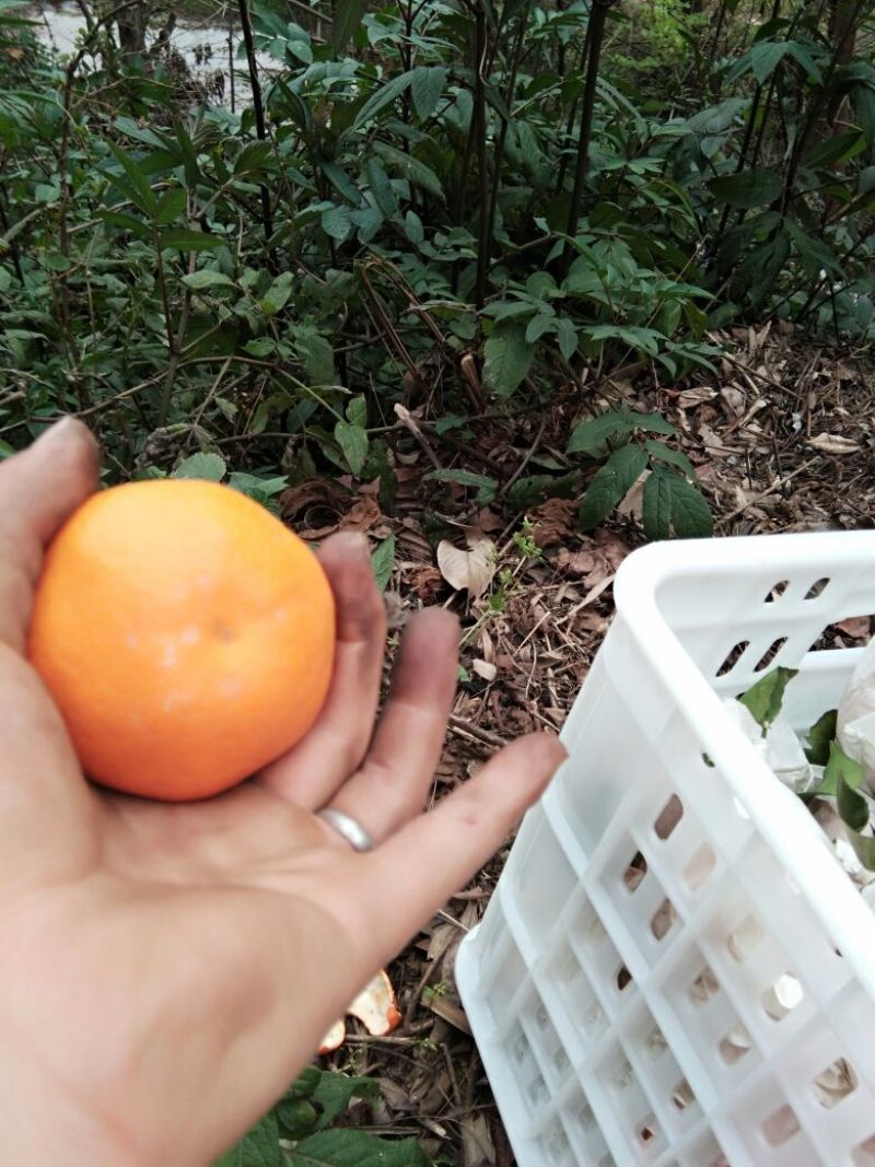 春见柑桔耙耙柑丹棱货颜色火红，味道纯甜，