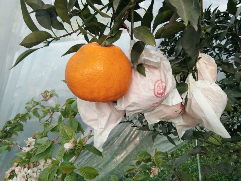 春见柑桔耙耙柑丹棱货颜色火红，味道纯甜，