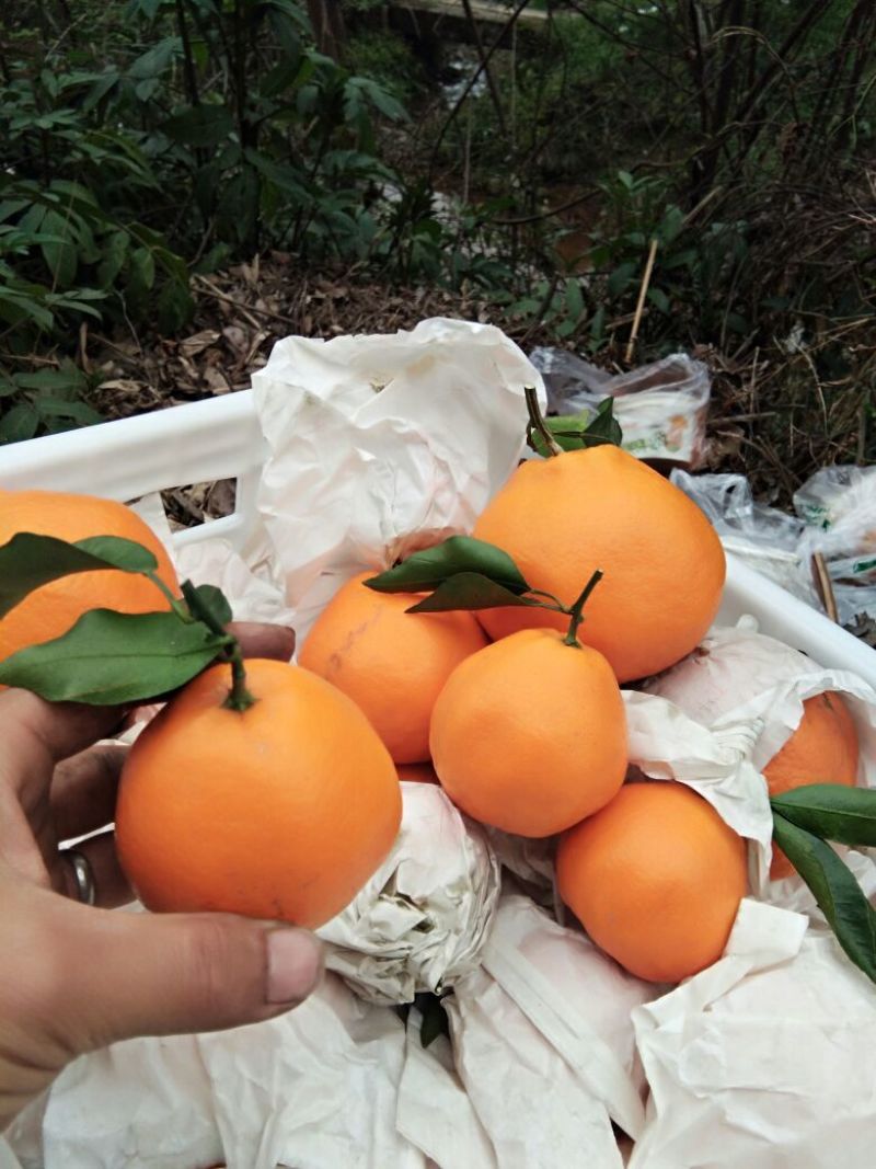 春见柑桔耙耙柑丹棱货颜色火红，味道纯甜，