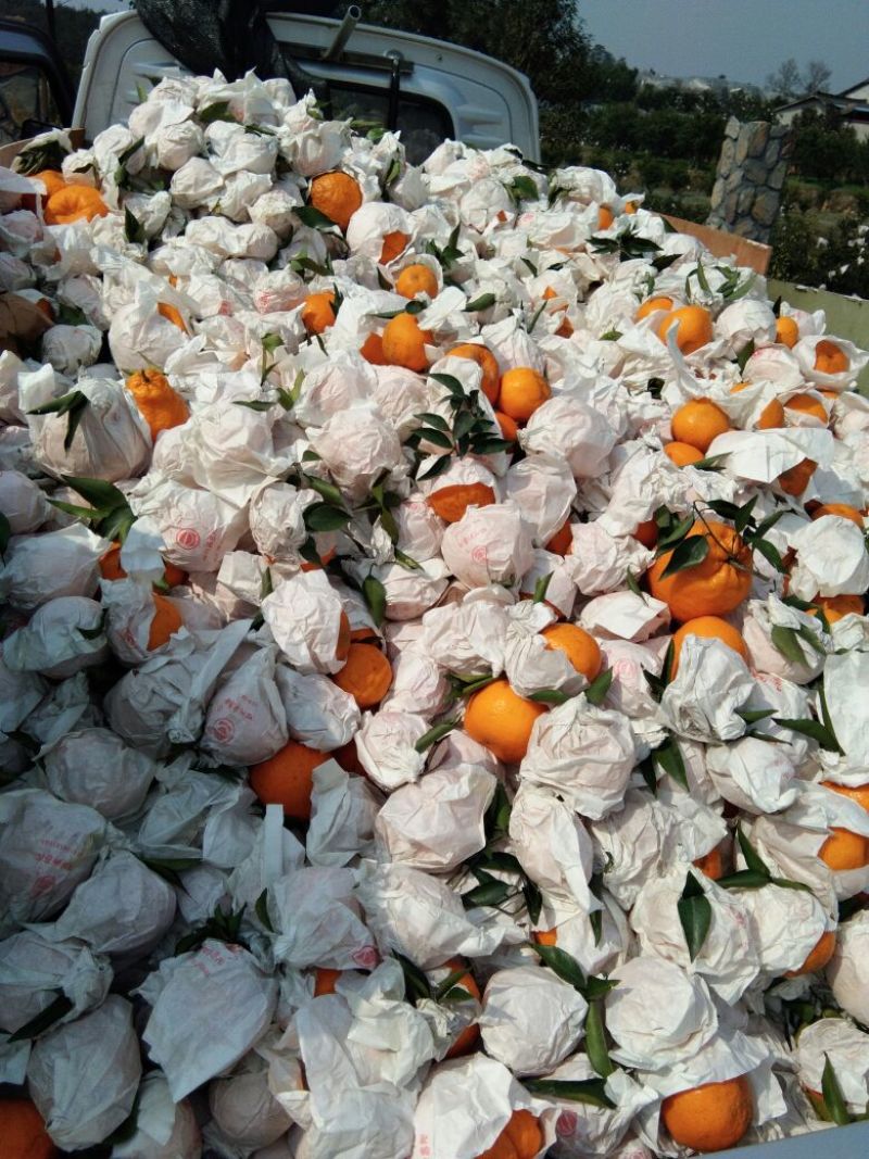 春见柑桔耙耙柑丹棱货颜色火红，味道纯甜，