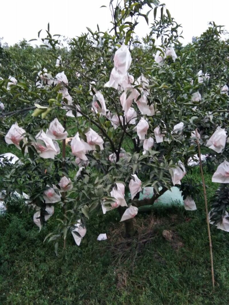 春见柑桔耙耙柑丹棱货颜色火红，味道纯甜，