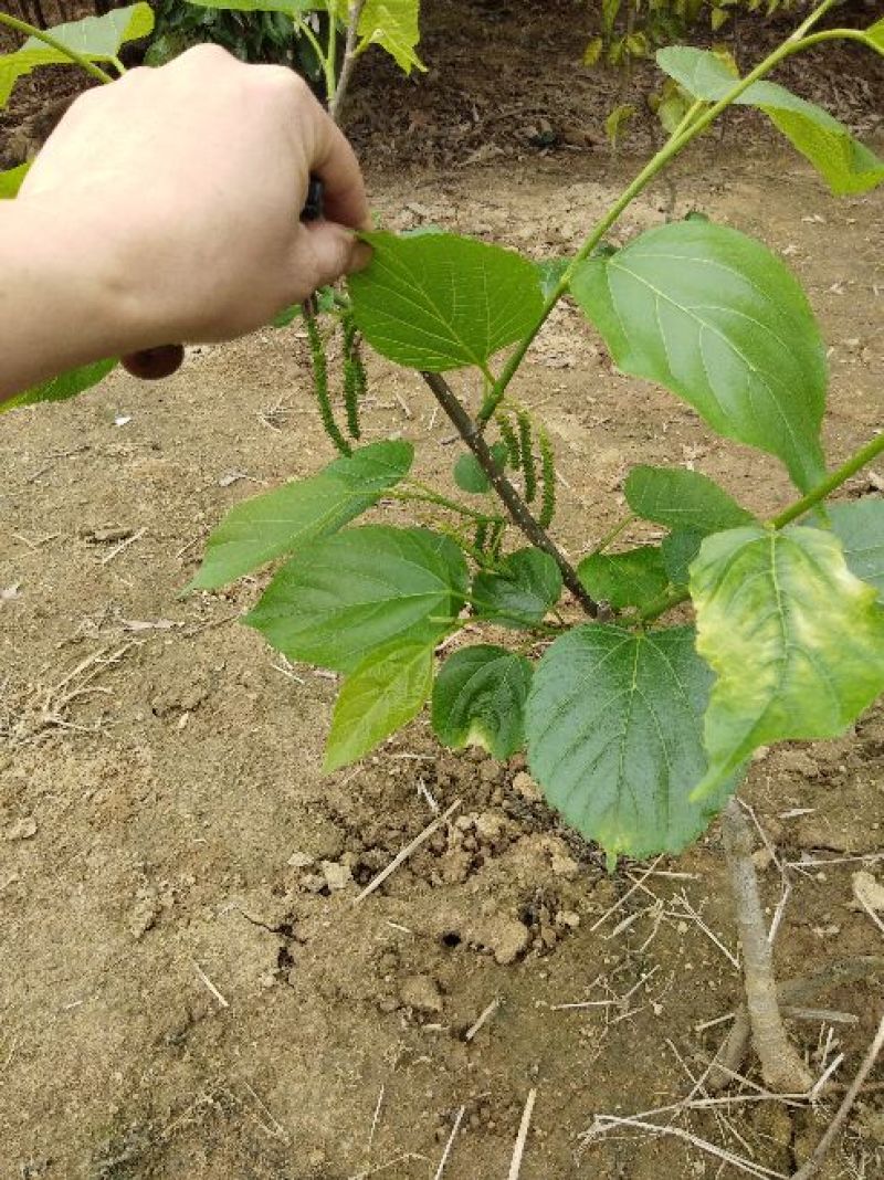 长果桑树苗四季长果桑苗当年结果