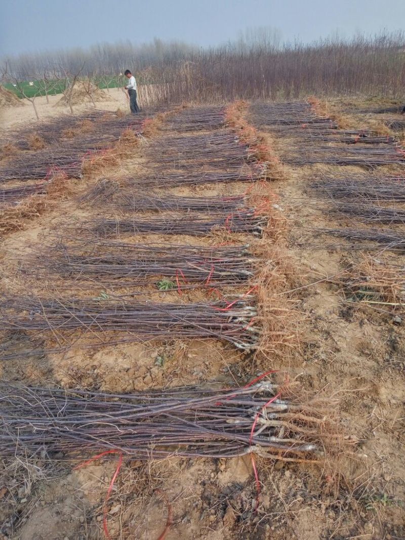 苹果树苗，成品苗，看地起苗，鲜苗，根系好，量大从优