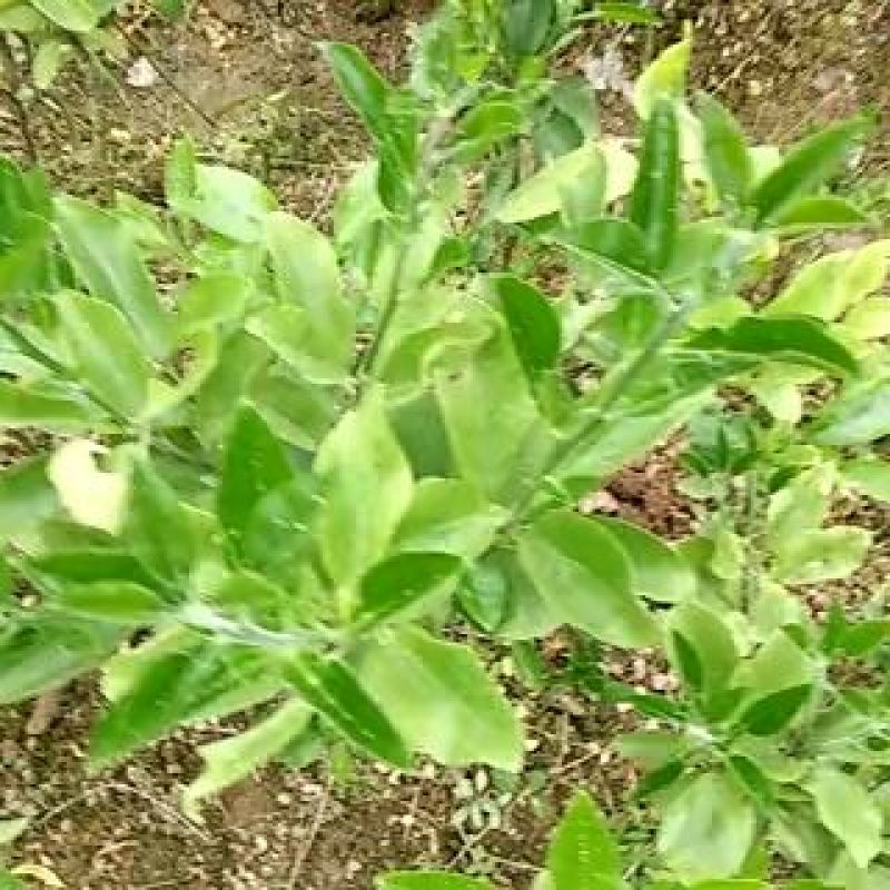 红心蜜柚苗0.8~1cm0.5~0.8m