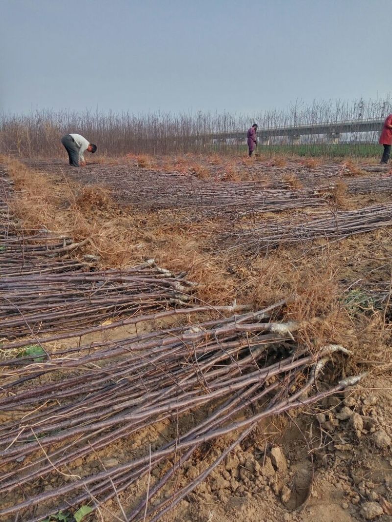 苹果树苗，成品苗直茎1至3公分，本地育苗，根系好，鲜苗