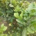 红心蜜柚苗0.8~1cm0.5~0.8m