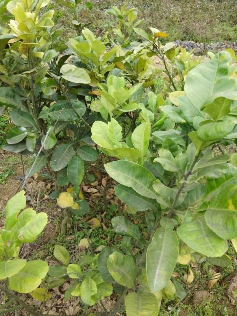 红心蜜柚苗0.8~1cm0.5~0.8m