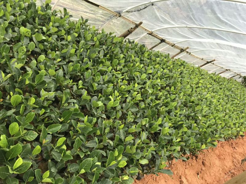1号菠萝蜜苗马来西亚一号