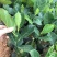 1号菠萝蜜苗马来西亚一号