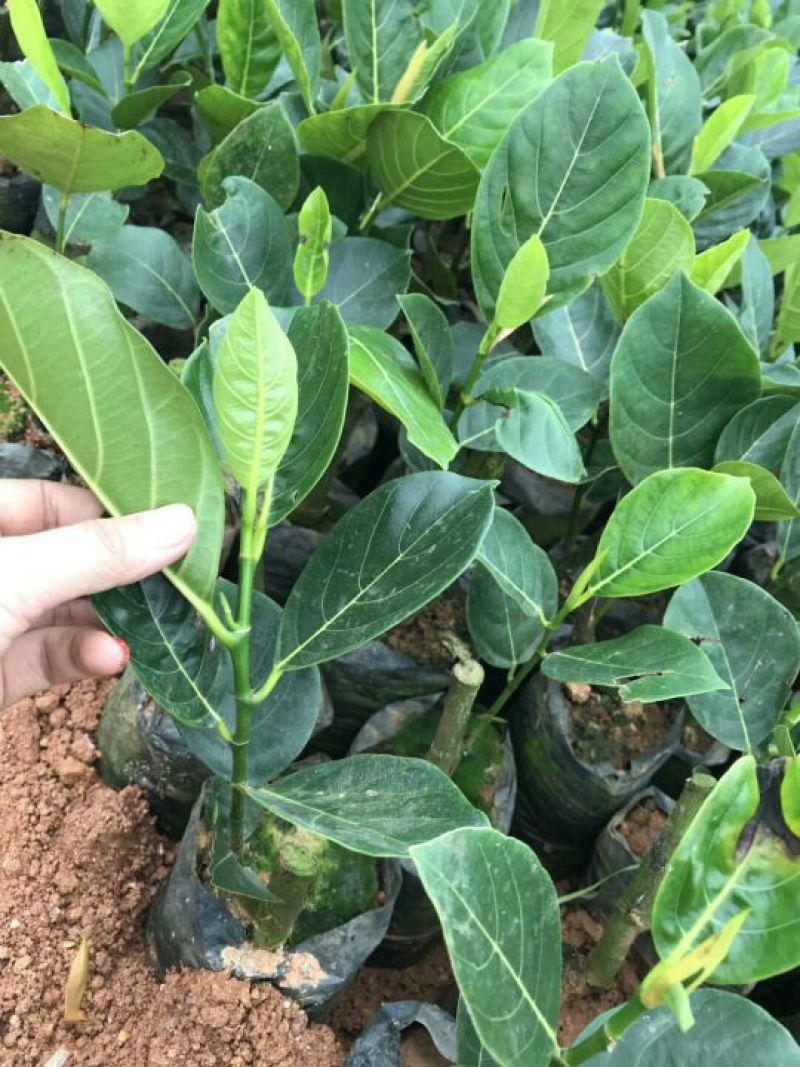 1号菠萝蜜苗马来西亚一号