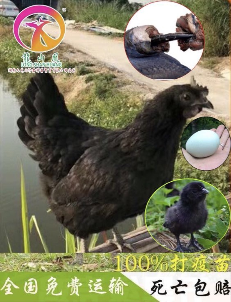 绿壳蛋鸡苗出壳苗35~45克通货