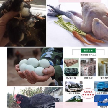 绿壳蛋鸡苗出壳苗35~45克通货