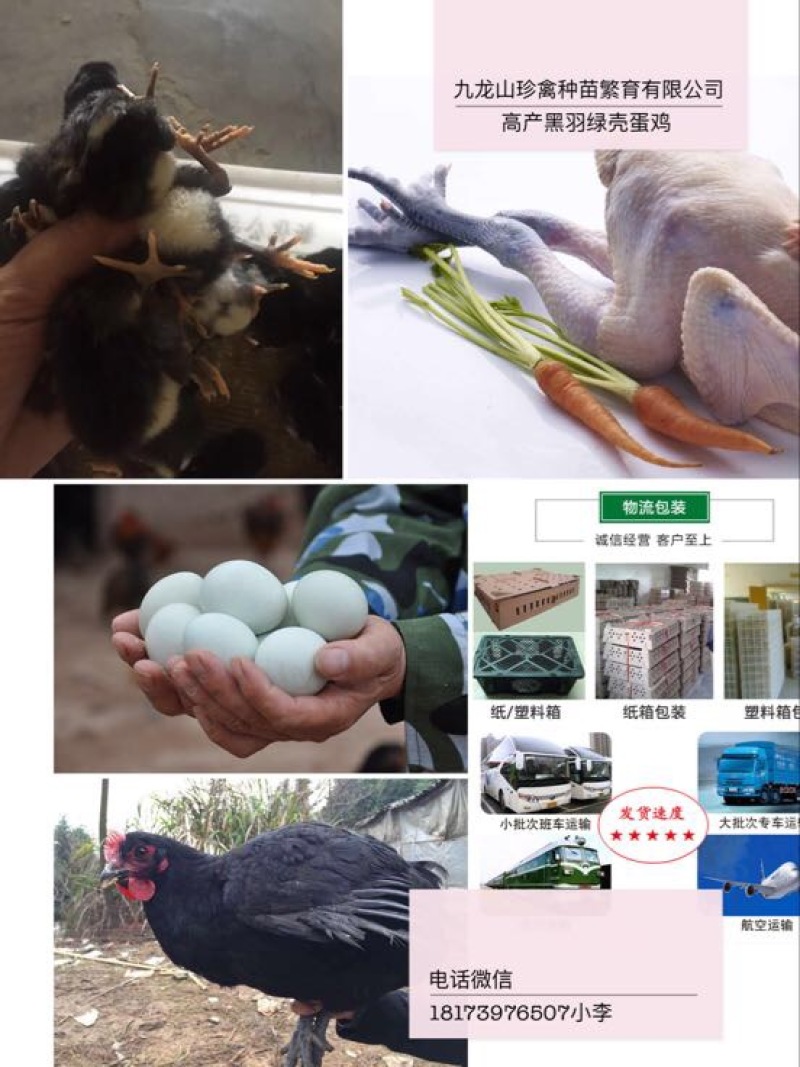 绿壳蛋鸡苗出壳苗35~45克通货