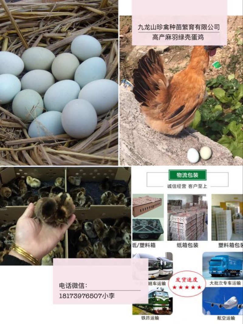 绿壳蛋鸡苗出壳苗35~45克通货