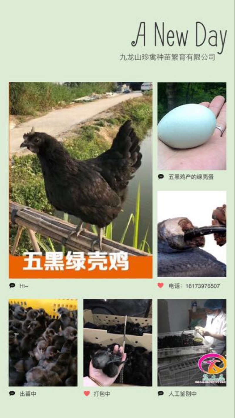 绿壳蛋鸡苗出壳苗35~45克通货