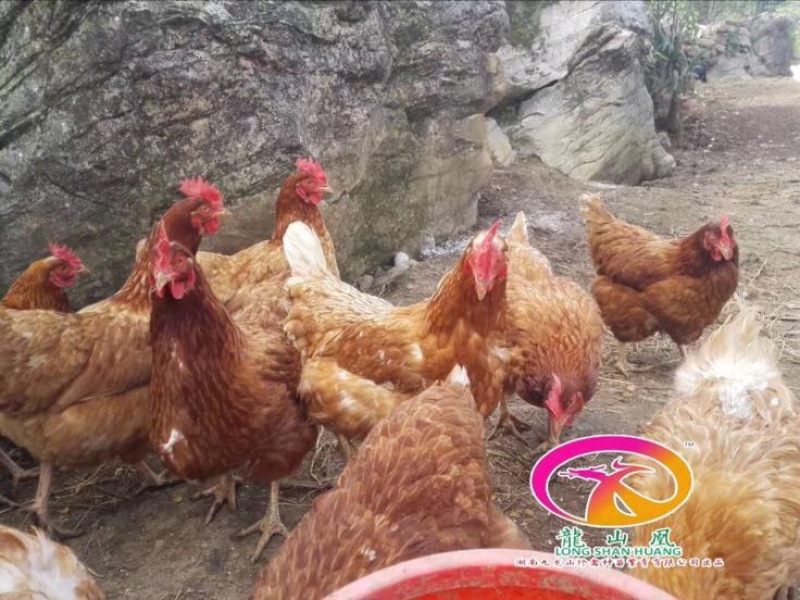 海兰褐蛋鸡苗35~45克出壳苗雌