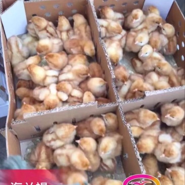 海兰褐蛋鸡苗35~45克出壳苗雌
