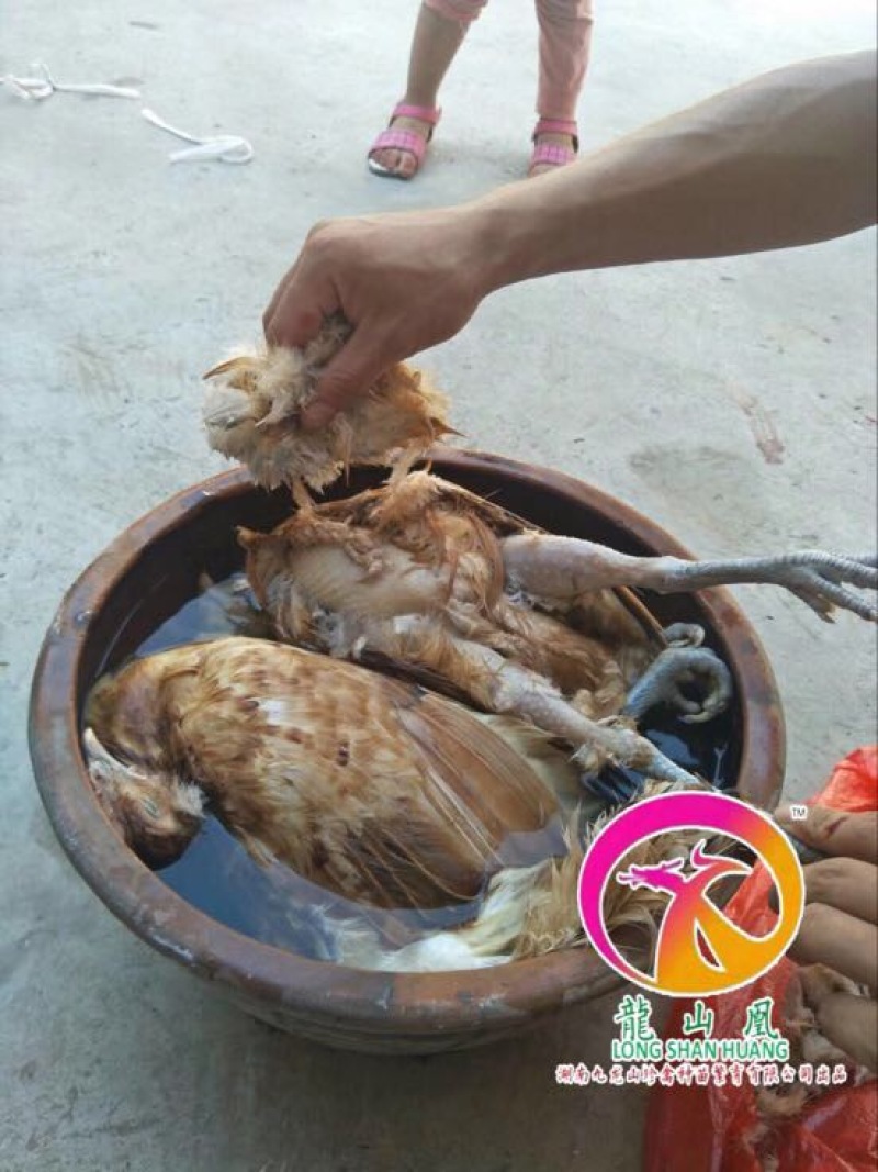 青脚土鸡苗35~45克出壳苗雌