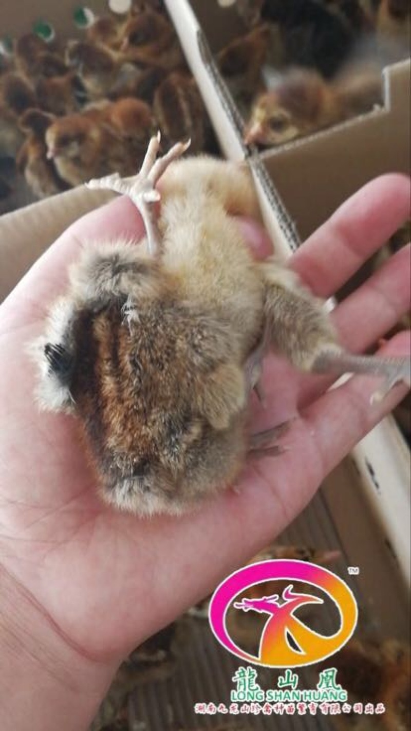 青脚土鸡苗35~45克出壳苗雌