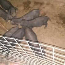 黑猪15~20公斤