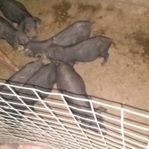 黑猪15~20公斤