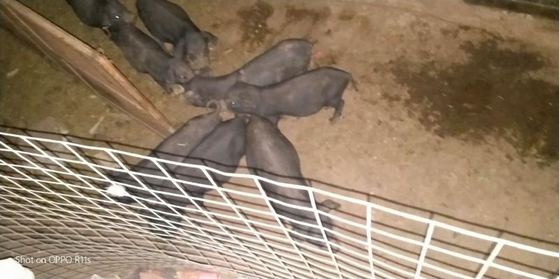 黑猪15~20公斤