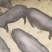 黑猪15~20公斤