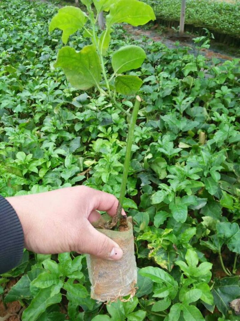 紫香1号百香果苗10~20cm