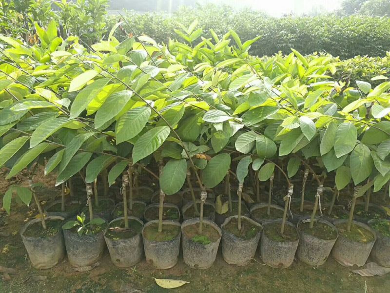 番荔枝苗50~80cm