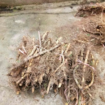 楠竹6cm以上2米以下