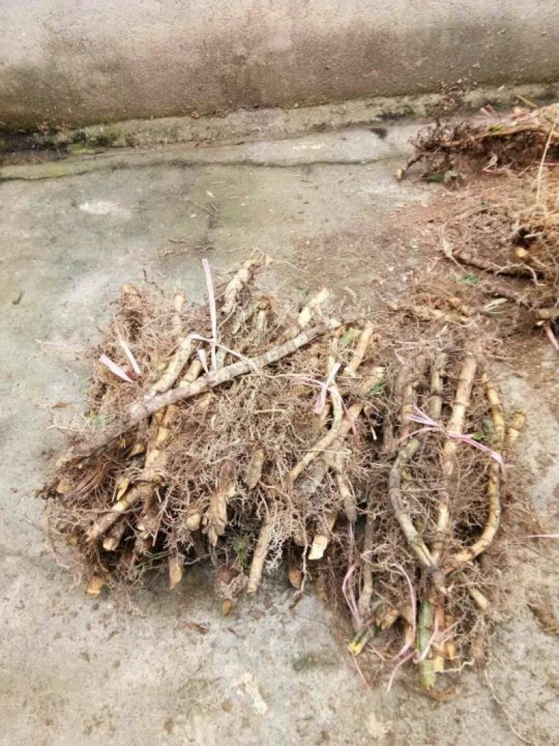 楠竹6cm以上2米以下