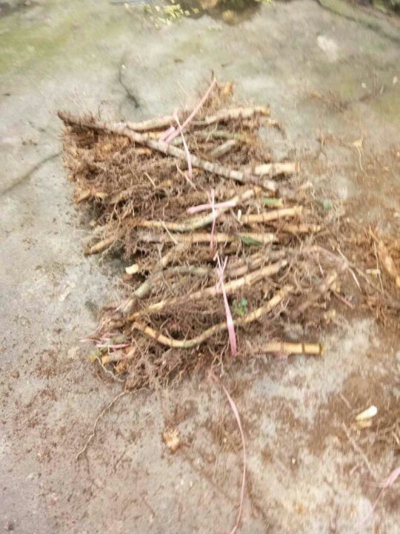 楠竹6cm以上2米以下
