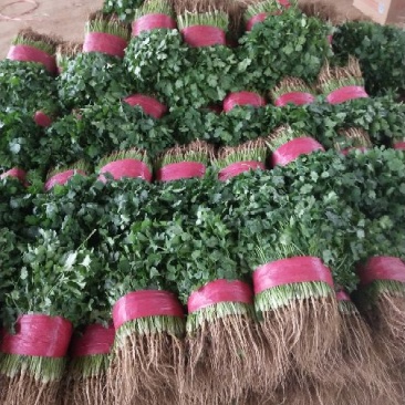 香菜20~30厘米
