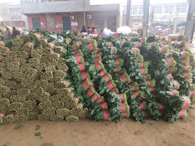 菠菜25~30厘米