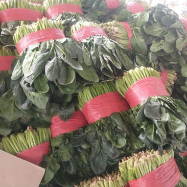 菠菜25~30厘米