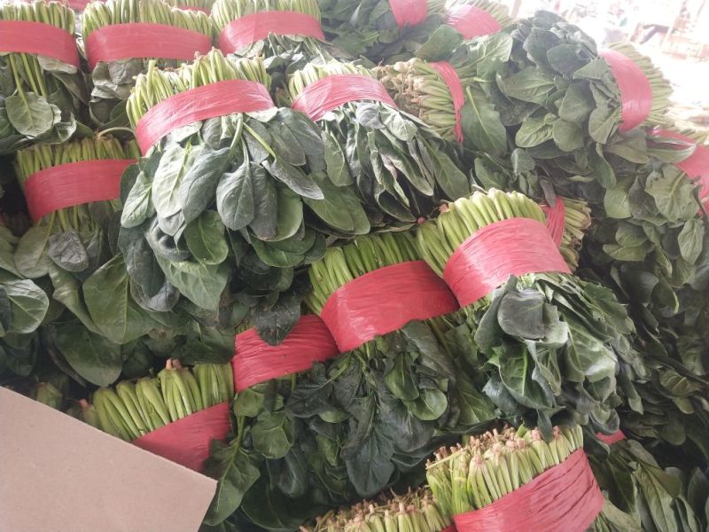 菠菜25~30厘米