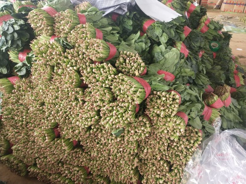 菠菜25~30厘米