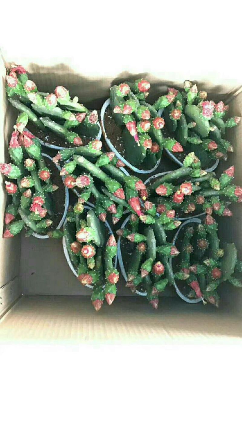 多肉植物带盆栽好