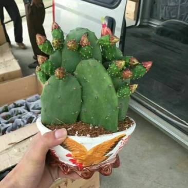 多肉植物带盆栽好