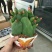 多肉植物带盆栽好