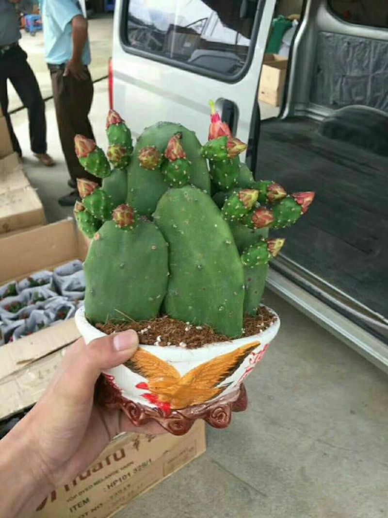 多肉植物带盆栽好