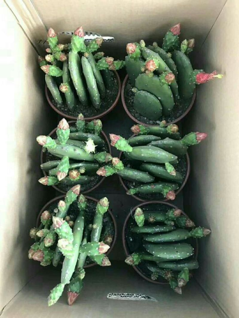 多肉植物带盆栽好