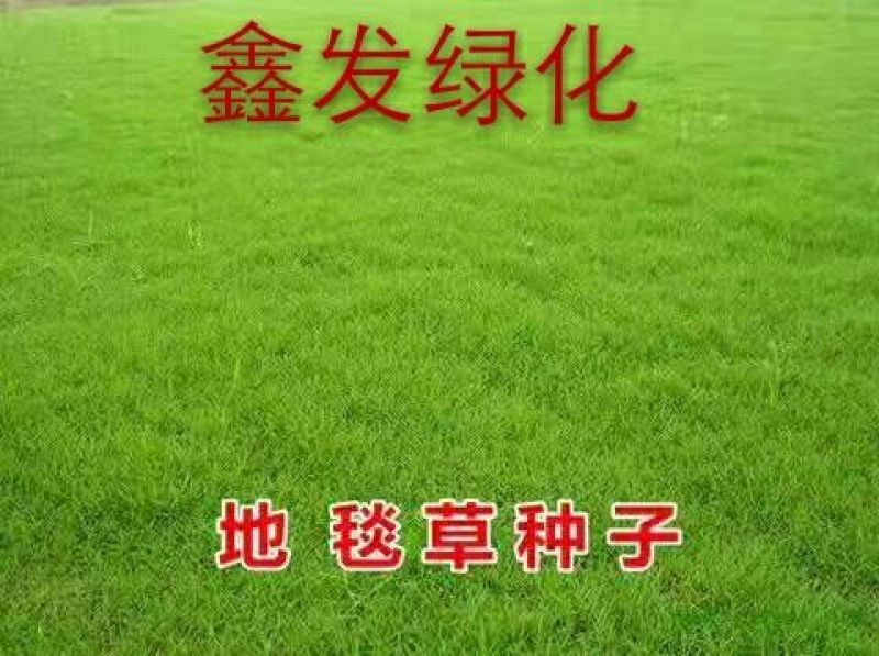 狗牙根种子高羊茅结缕草早熟禾种