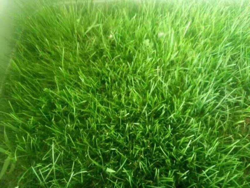 狗牙根种子高羊茅结缕草早熟禾种