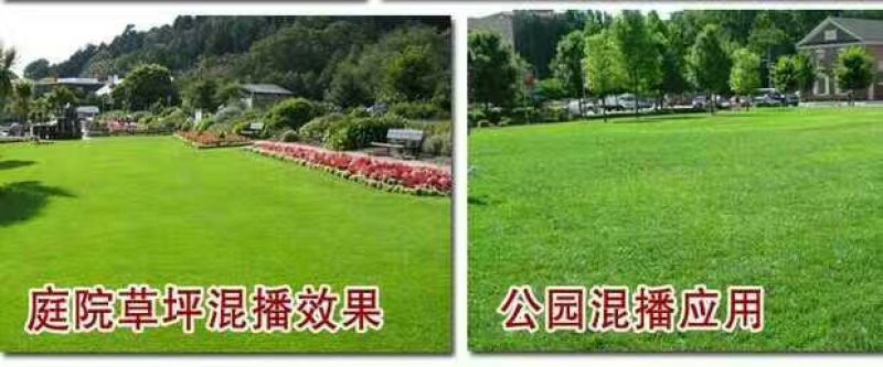 狗牙根种子高羊茅结缕草早熟禾种