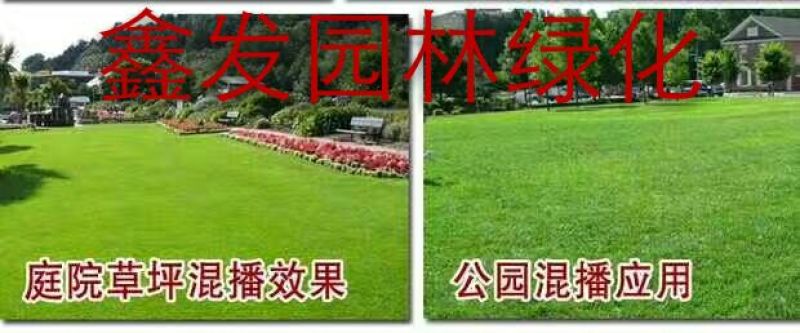 狗牙根种子高羊茅结缕草早熟禾种