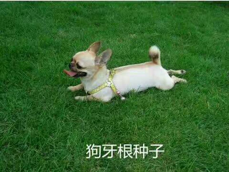 狗牙根种子高羊茅结缕草早熟禾种