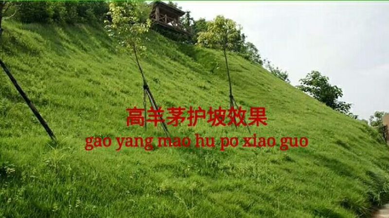 狗牙根种子高羊茅结缕草早熟禾种