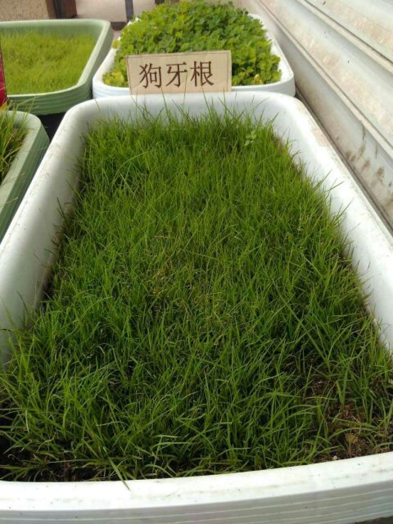 狗牙根种子高羊茅结缕草早熟禾种